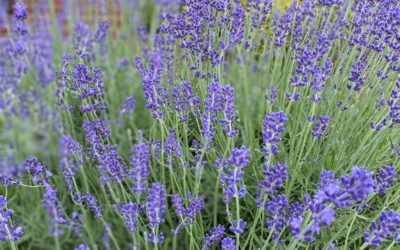 Tips for Relaxing & Using Lavender